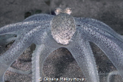 Longarm octopus by Oksana Maksymova 